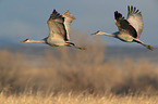 sandhill cranes