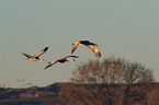 sandhill cranes