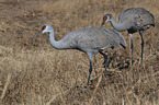 sandhill cranes