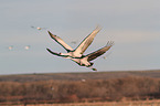 sandhill cranes