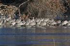 sandhill cranes