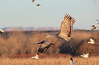 sandhill cranes