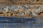 sandhill cranes