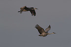 flying Sandhill Cranes