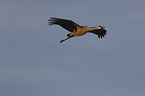 flying Sandhill Crane