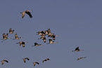 sandhill cranes