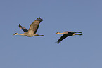 sandhill cranes