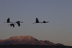 sandhill cranes