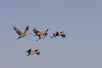 sandhill cranes