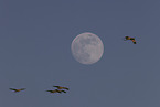 sandhill cranes