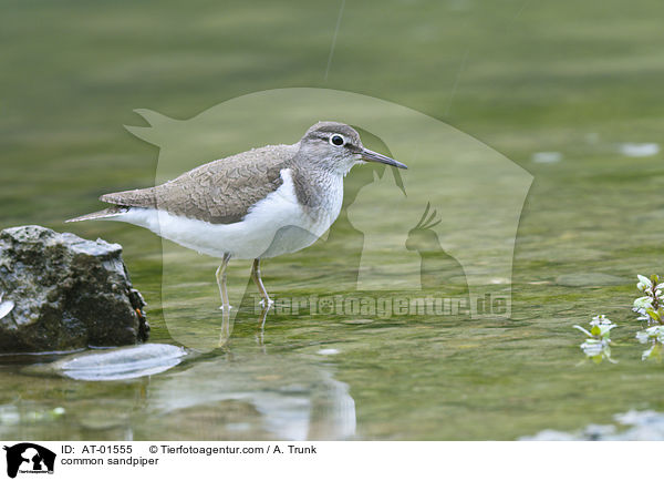 Flussuferlufer / common sandpiper / AT-01555