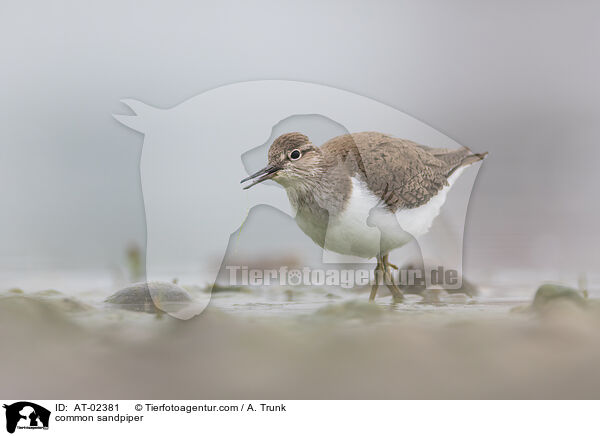 Flussuferlufer / common sandpiper / AT-02381