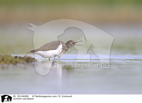 Flussuferlufer / common sandpiper / DV-04068