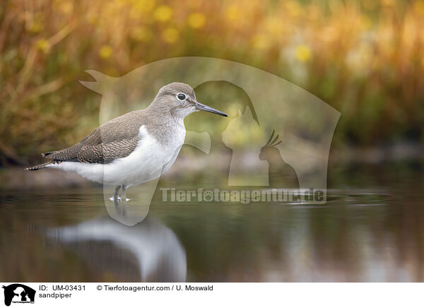 Flussuferlufer / sandpiper / UM-03431