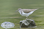 common sandpiper