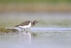 common sandpiper