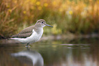 sandpiper