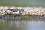 common sandpiper