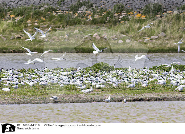 Brandseeschwalben / Sandwich terns / MBS-14116