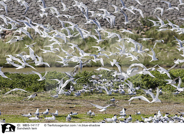 Brandseeschwalbe / Sandwich tern / MBS-14117