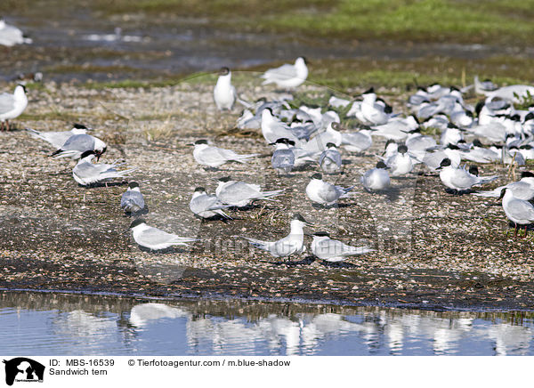 Brandseeschwalbe / Sandwich tern / MBS-16539