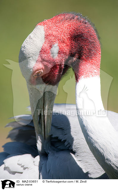 Saruskranich / sarus crane / MAZ-03651