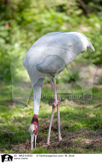 Saruskranich / sarus crane / MAZ-03652