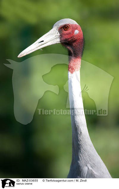 Saruskranich / sarus crane / MAZ-03655