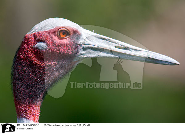 Saruskranich / sarus crane / MAZ-03656