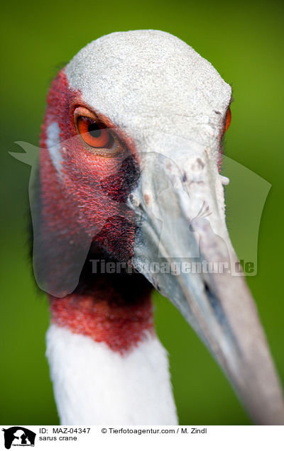 Saruskranich / sarus crane / MAZ-04347