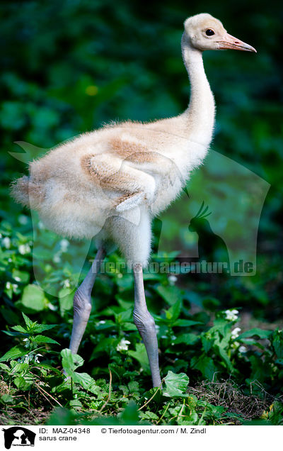 Saruskranich / sarus crane / MAZ-04348