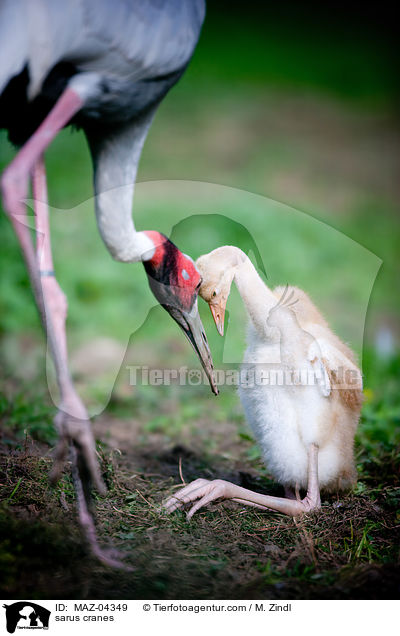 Saruskraniche / sarus cranes / MAZ-04349