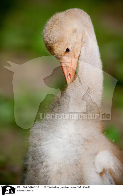 sarus crane / MAZ-04357