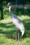 sarus crane