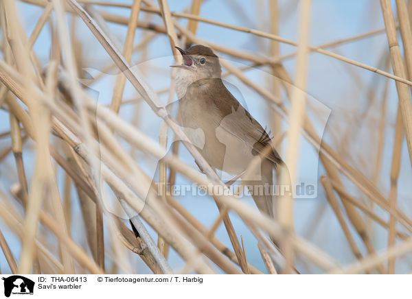 Savi's warbler / THA-06413