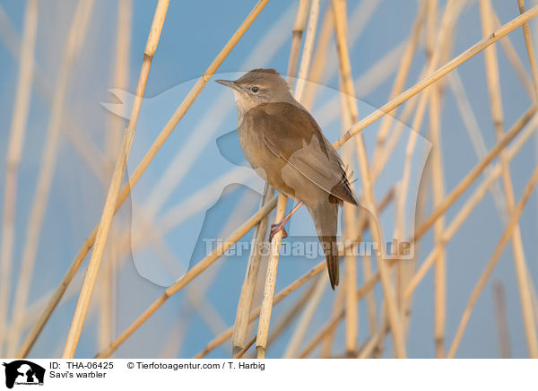 Rohrschwirl / Savi's warbler / THA-06425