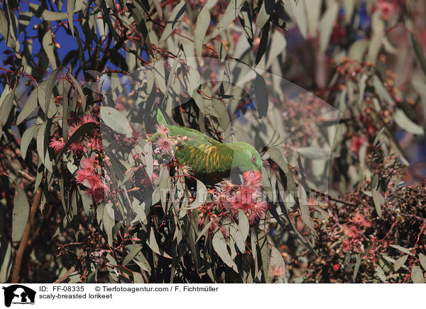 scaly-breasted lorikeet / FF-08335