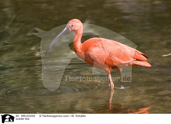 Roter Sichler / scarlet ibis / WS-02209