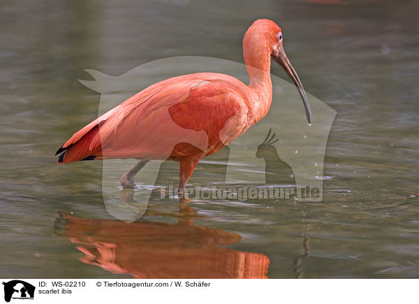 Roter Sichler / scarlet ibis / WS-02210