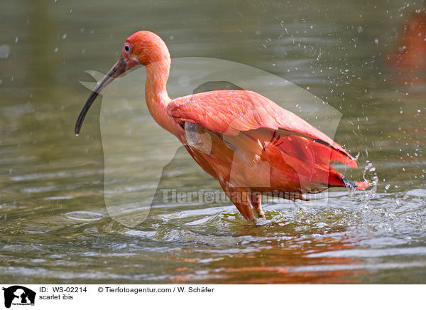 Roter Sichler / scarlet ibis / WS-02214