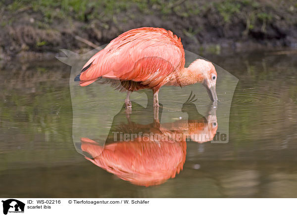scarlet ibis / WS-02216