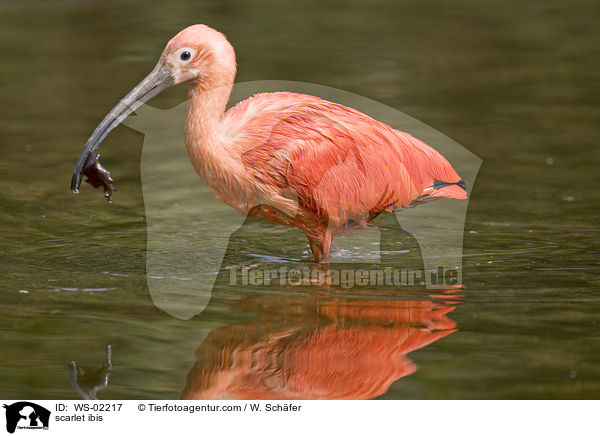 Roter Sichler / scarlet ibis / WS-02217