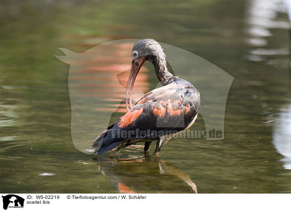 Roter Sichler / scarlet ibis / WS-02219