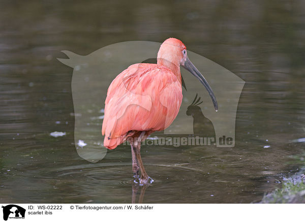 Roter Sichler / scarlet ibis / WS-02222