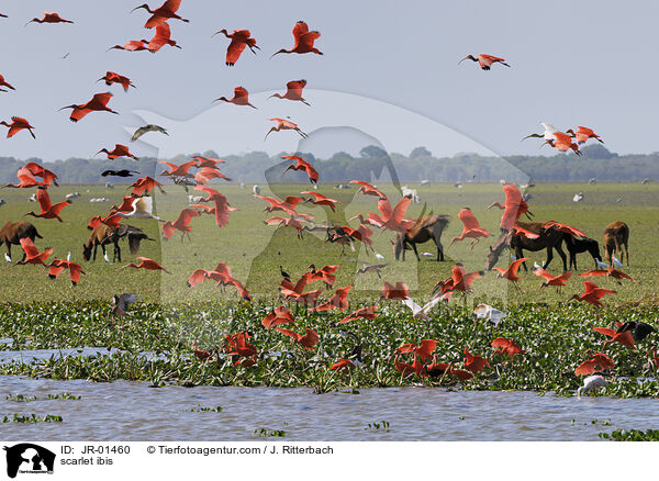 Scharlachsichler / scarlet ibis / JR-01460