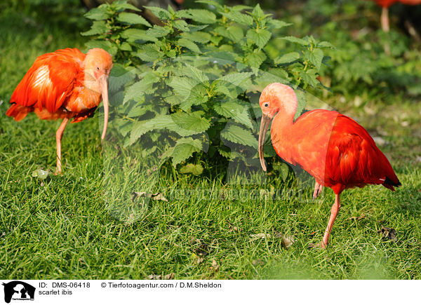 scarlet ibis / DMS-06418