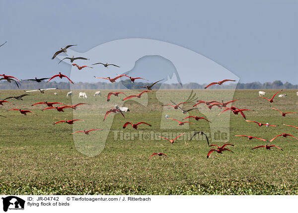 fliegender Vogelschwarm / flying flock of birds / JR-04742