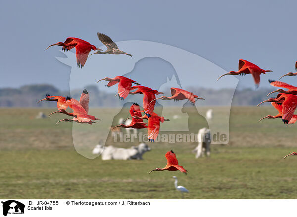 Scarlet Ibis / JR-04755