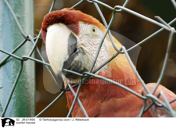 Hellroter Ara / scarlet macaw / JR-01468