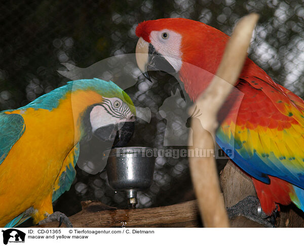 Hellroter Ara und Gelbbrustara / macaw and yellow macaw / CD-01365